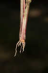 Hairyseed paspalum 